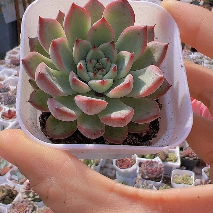 星光珍妮带盆19包邮