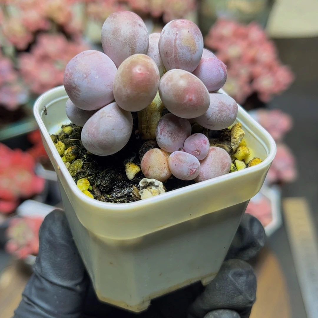 198糖豆奶酪4厘米多肉