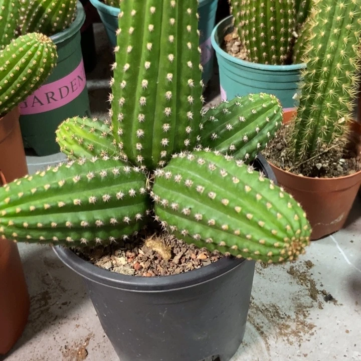 笑***生仙人球金四一物一拍