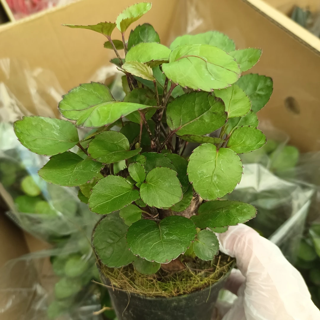 绿植花卉    金钱兜盆栽