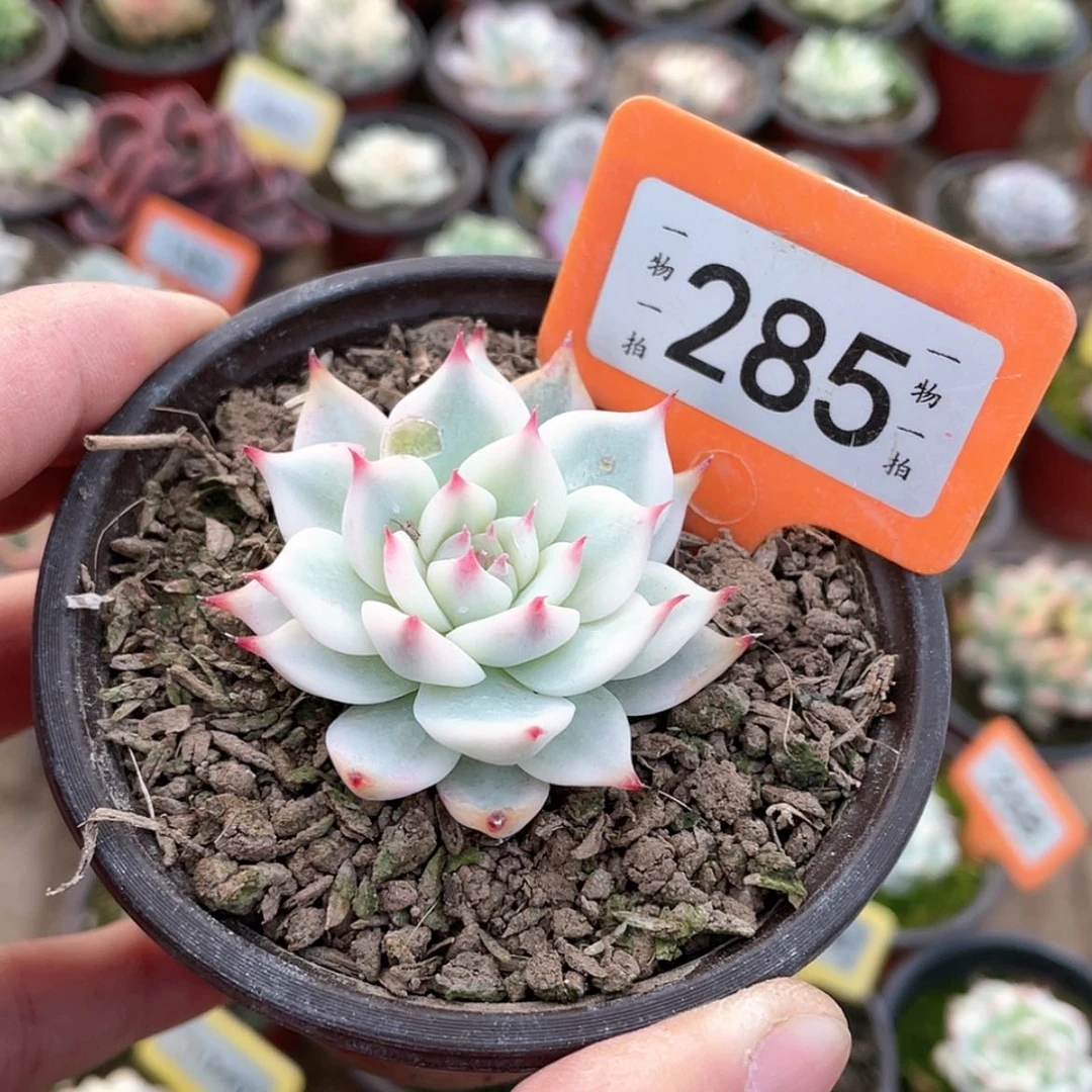 【闪购商品】大*糖285号