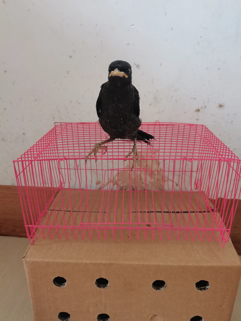 广东省外拍 小黑专用快递运输笼（拍之前联系客服）