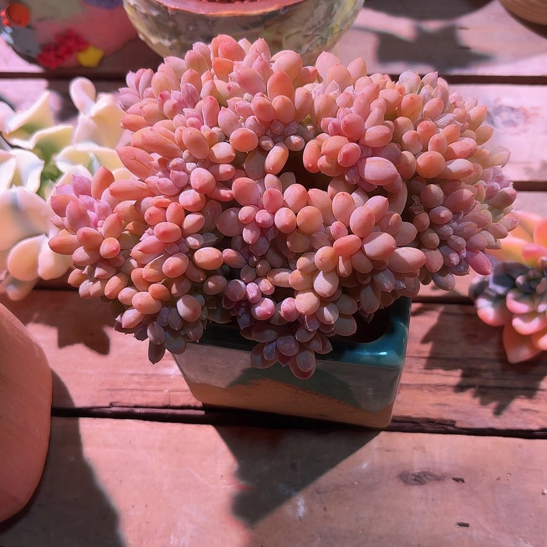 灰姑娘缀化多肉多肉