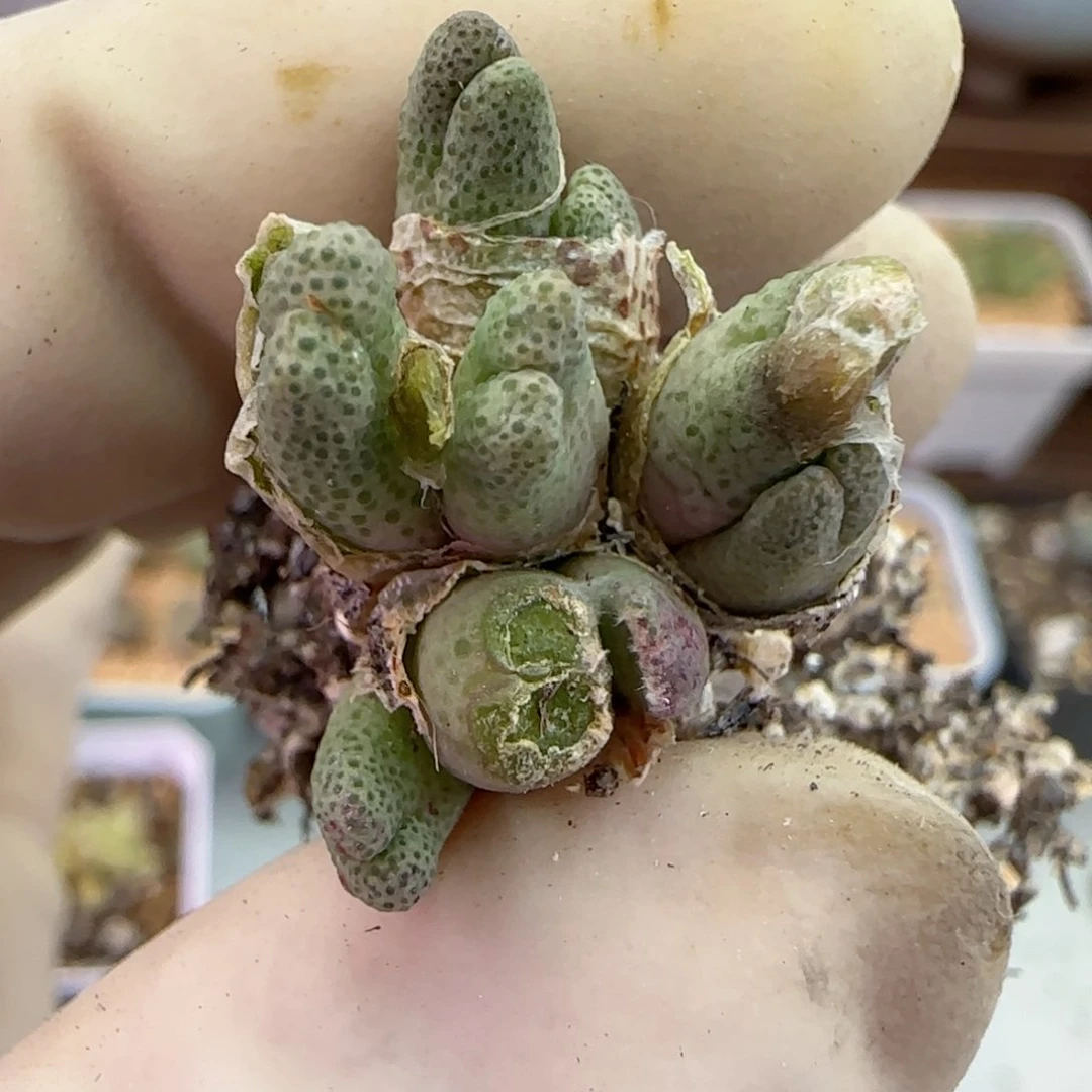 197园艺优选红斑马