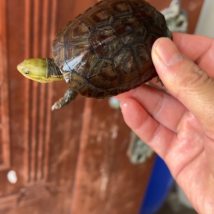 母绿毛龟小青龟28号