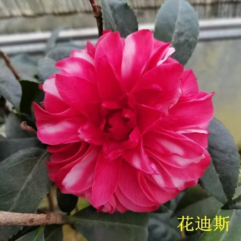 花迪斯品种茶花带花苞发货好养活室内室外庭院阳台绿植花卉树苗