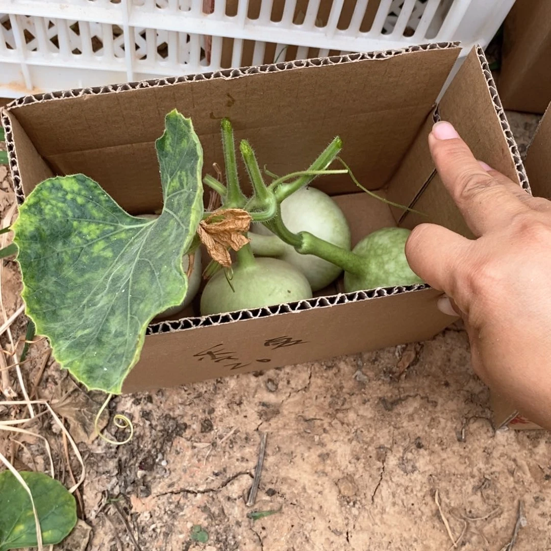 季*葫芦葫芦葫芦葫芦