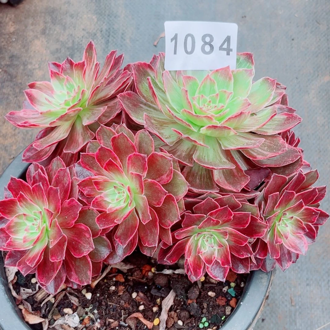 新品半夏特价多肉