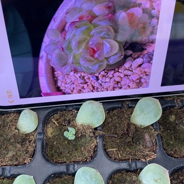 甜心3000芽苗一个多肉