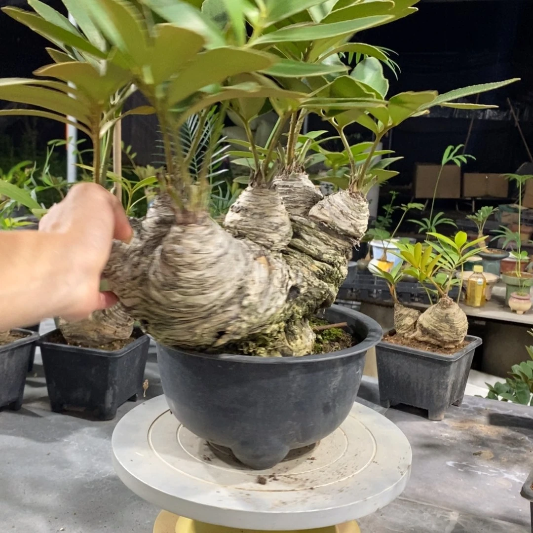 用***1完全开放墨西哥怪桩