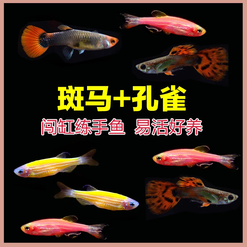 30条【斑马+孔雀】小型热带鱼淡水鱼斑马鱼杂袍孔雀观赏鱼好养易活
