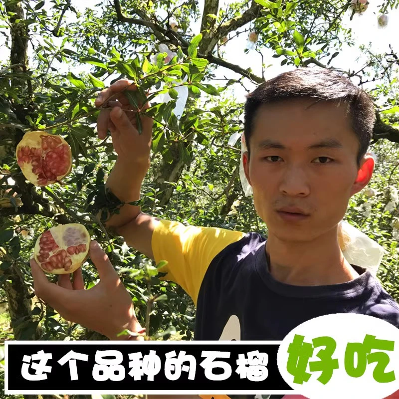 【老品种】云南甜石榴 小时候的味道