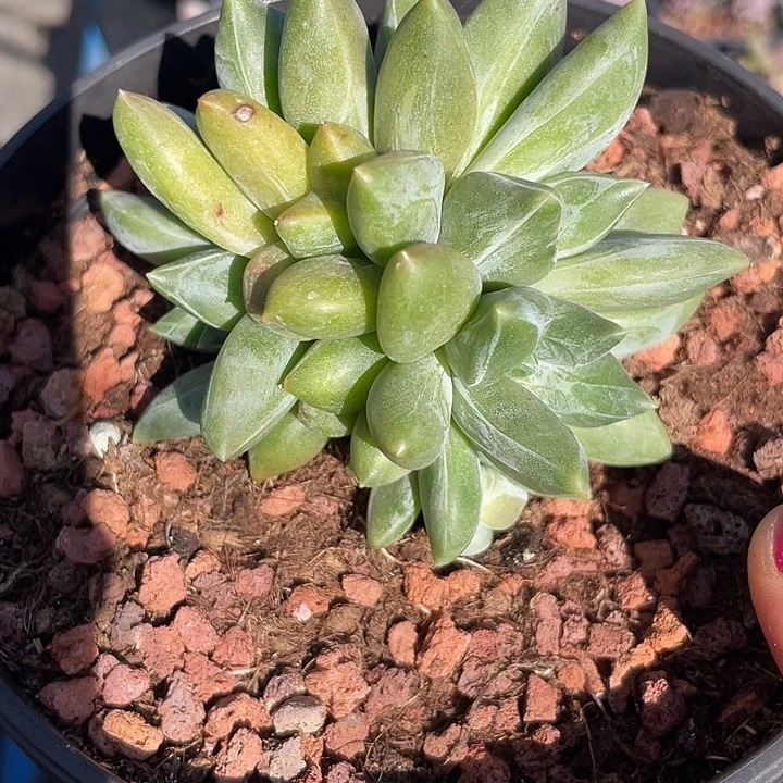 重楼多肉植物群生