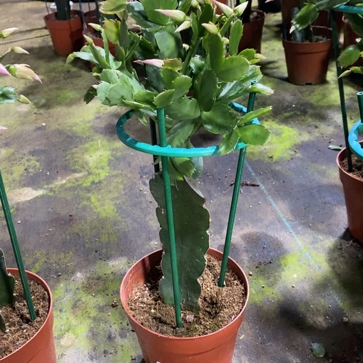 大部分花苞少量开放374嫁接057