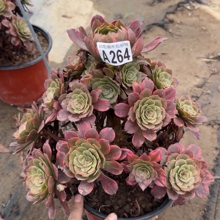 烟花……多肉植物……