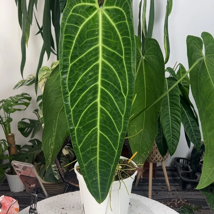 不开花植物原桩进口火鹤后叶长67