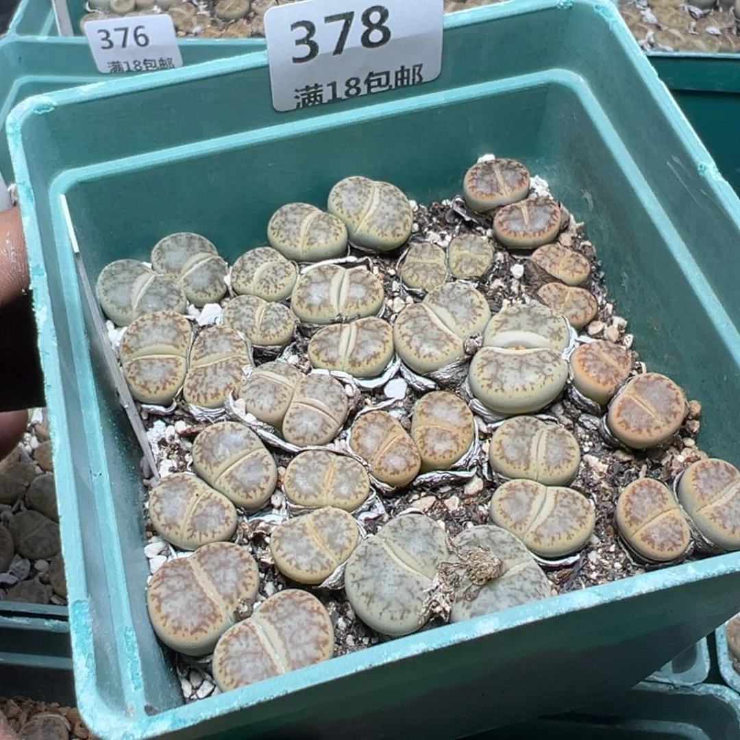 【闪购商品】 378。