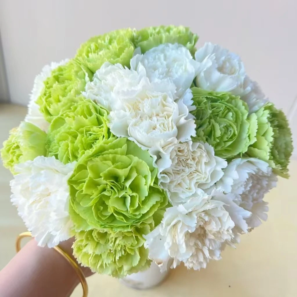 20枝薄荷冰单头康乃馨（白色+绿色）【2单顺丰或京东】云南鲜花