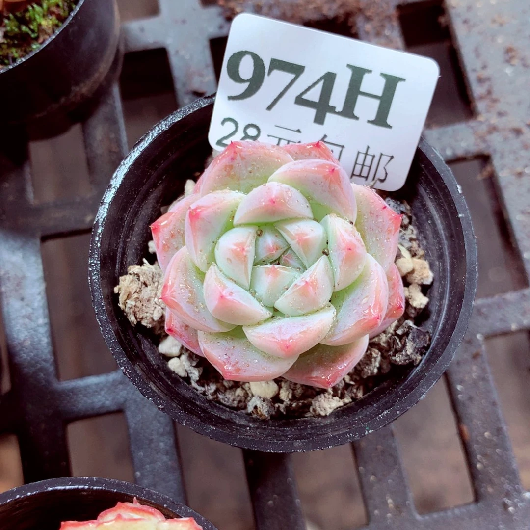 5厘米盆精控多肉974