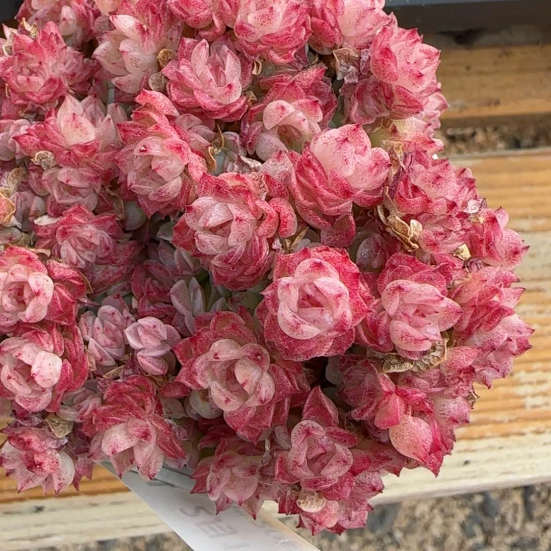 花语逸境0219-834散