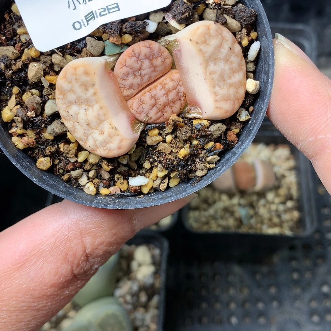 B217多肉植物保护研究所