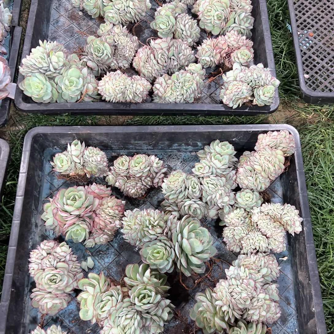 214-3小牡丹亭缀多肉随机