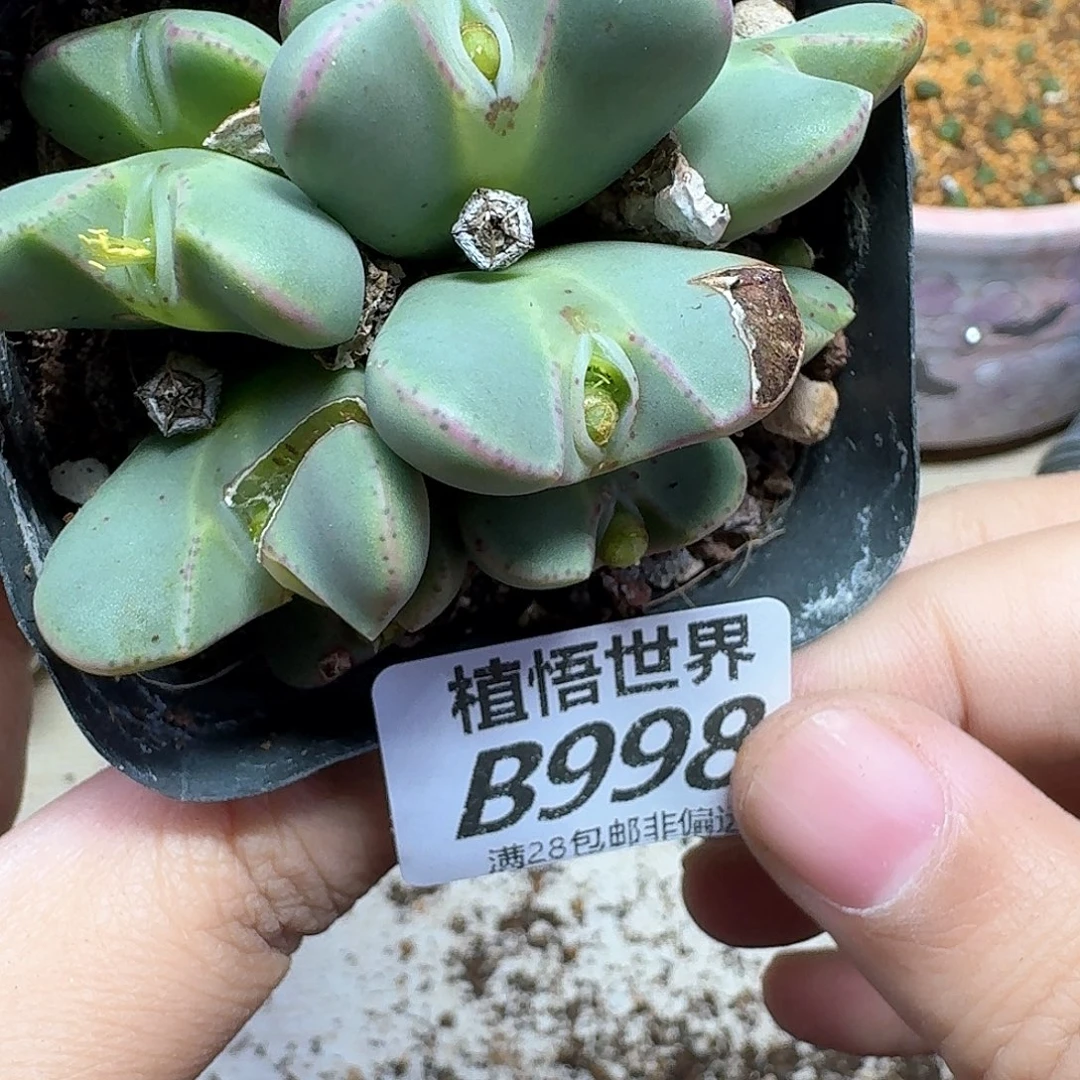 多肉植物的润泽fhhj