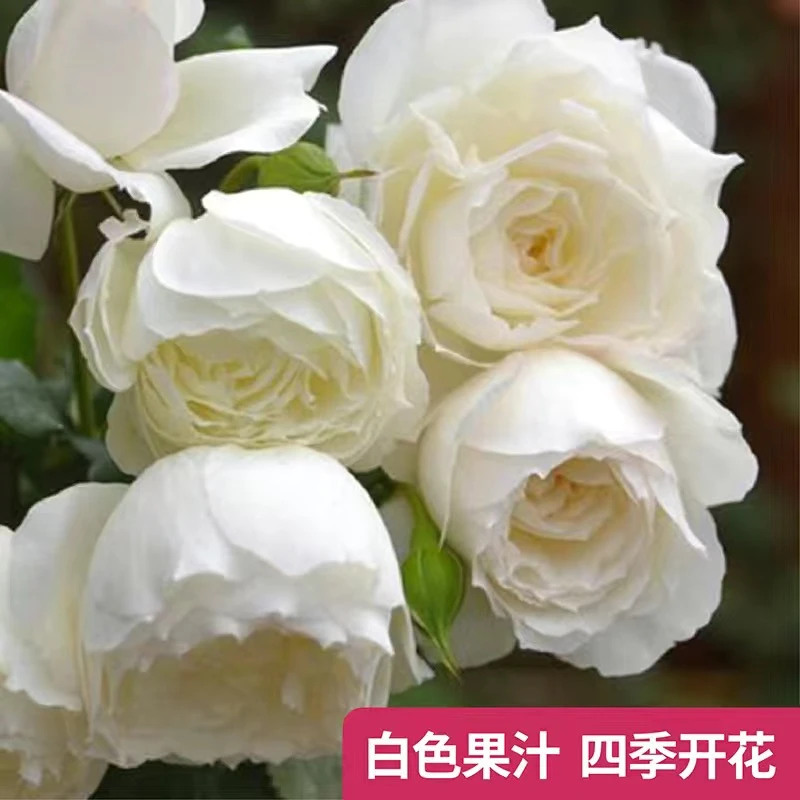 【白果汁】玫瑰花树苗老桩当年开花大花浓香月季老根花卉绿植盆栽