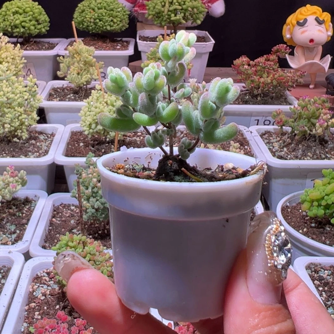 奶**圆乐曲带盆土发货一物一拍