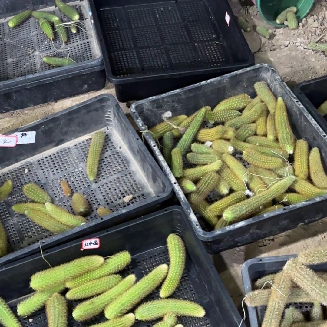 垂钓金妞7品不够包1品侧牙20包邮仙人球