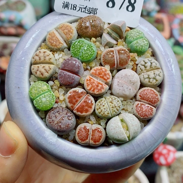 生石花花红红火火878