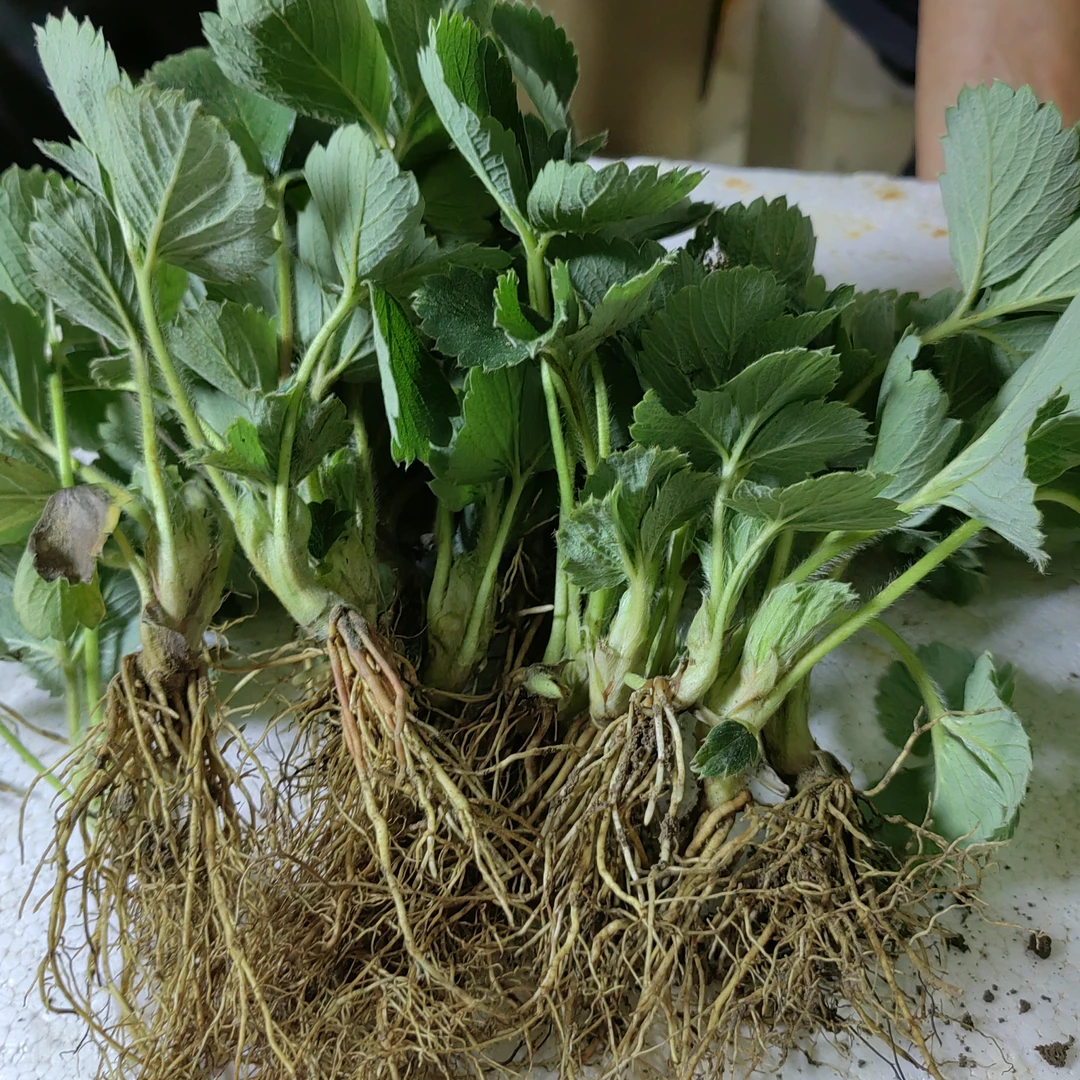 新手适用苗奶油天仙醉红颜爆根裸根苗草莓苗