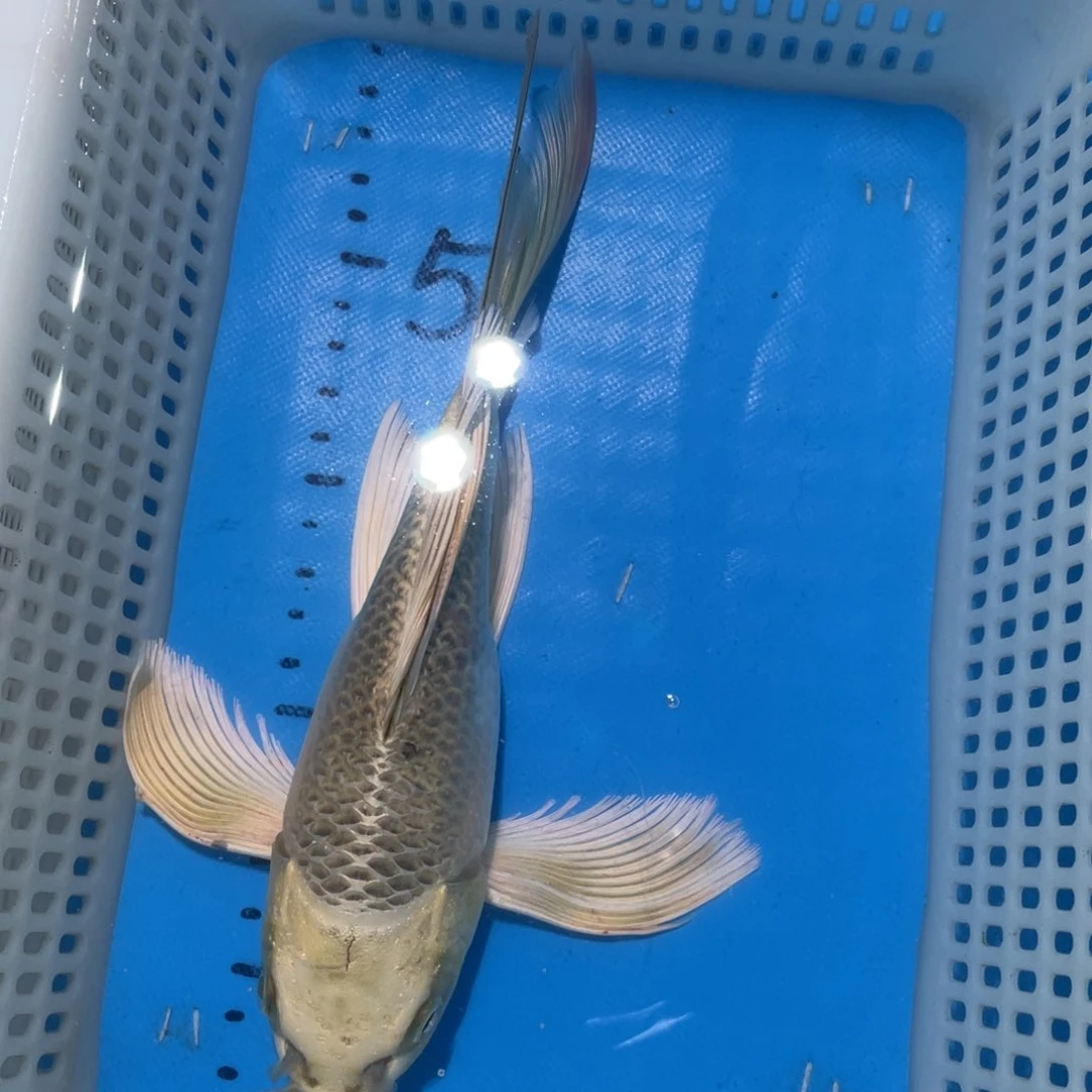 锦鲤锦鲤包邮包售后