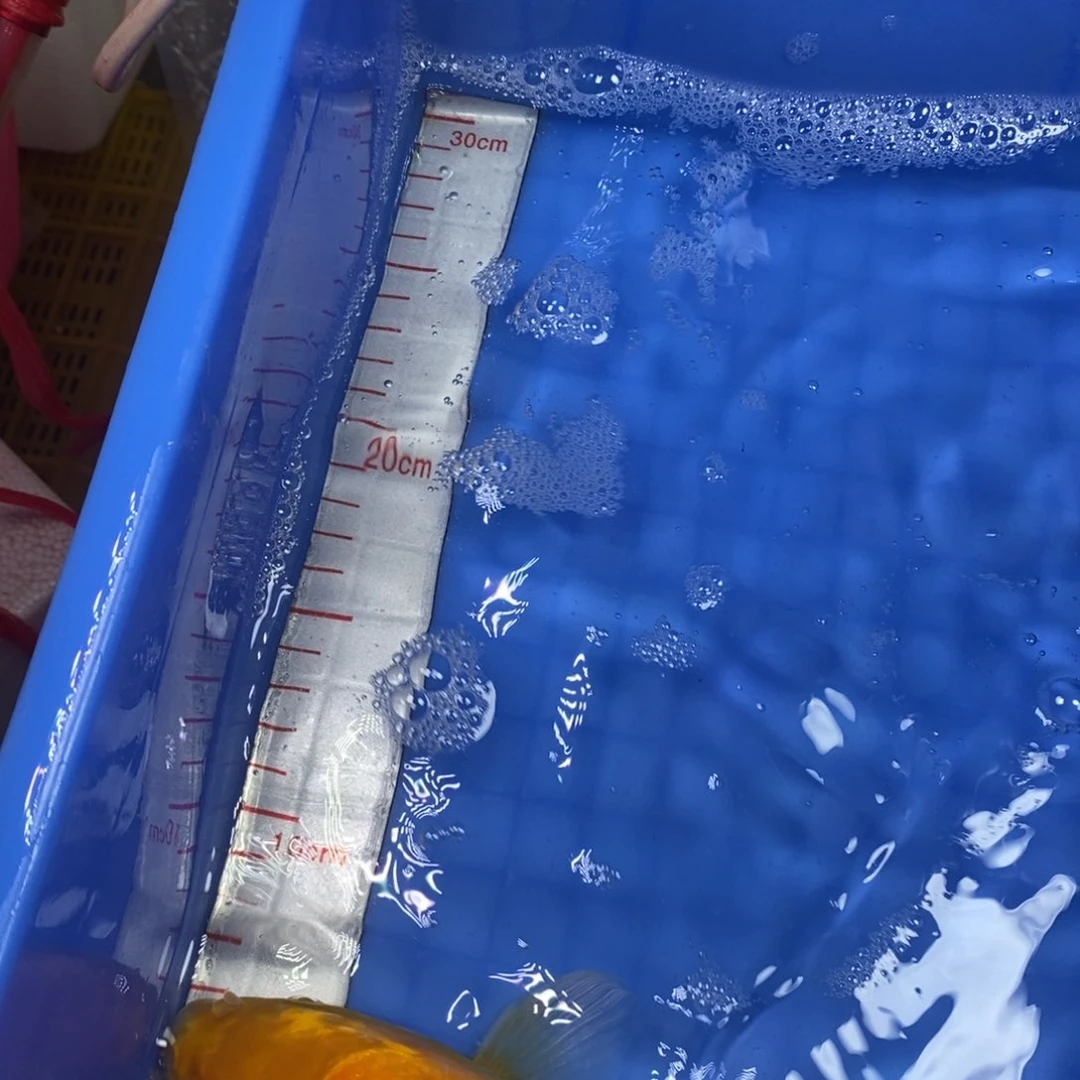 锦鲤冷水锦鲤包邮