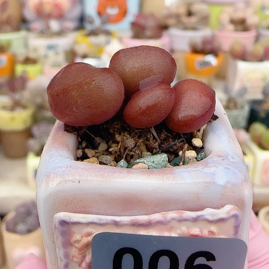 可爱红蛋 盆口2.5cm