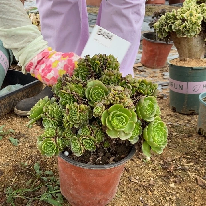 漫***漫494万缀化老桩老桩