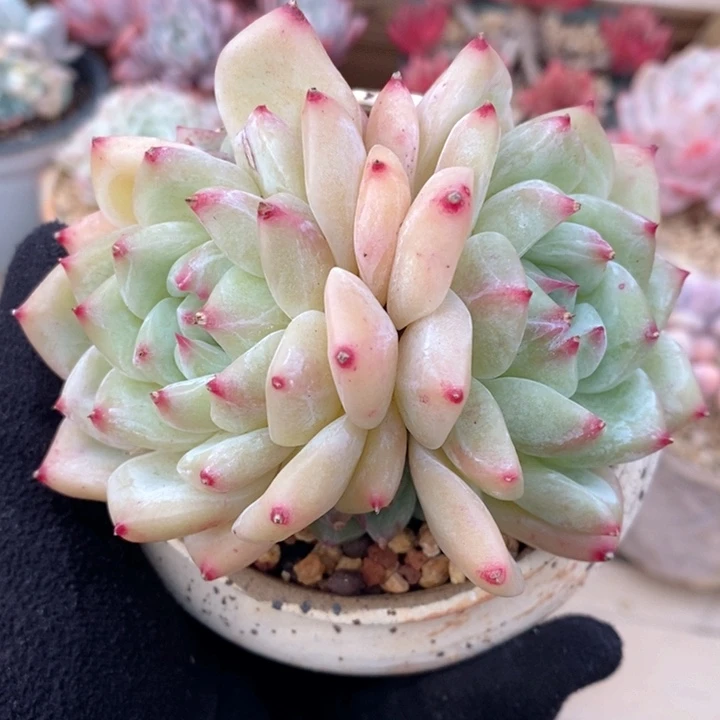 白拉糖 韩货精品