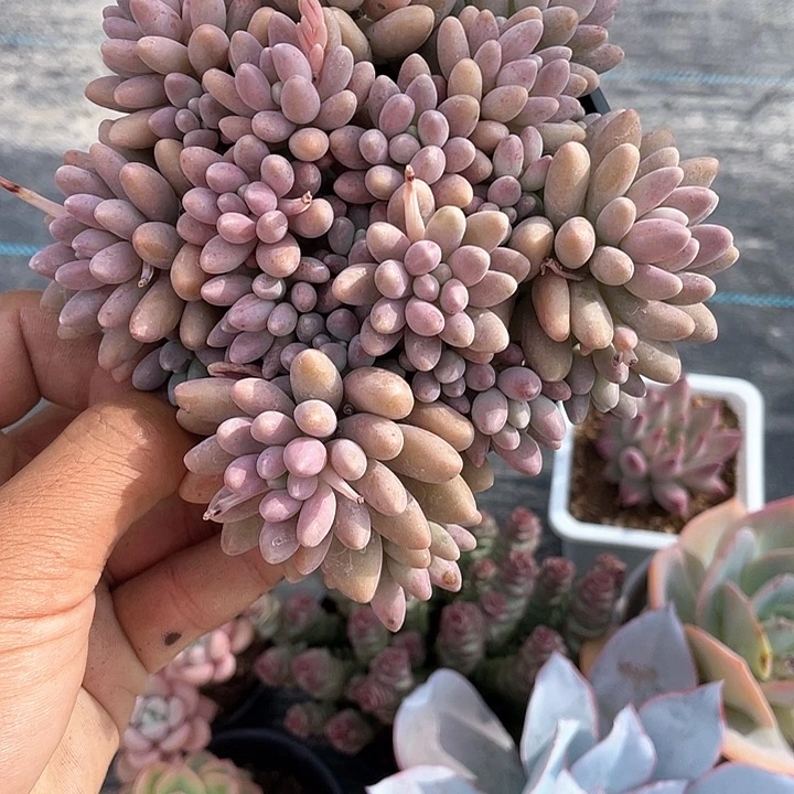 清*星黛露福利带盆发货