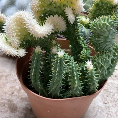 秀萝仙人球角仙人球15米仙人球