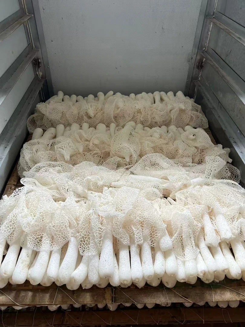 武夷山农家自种竹荪