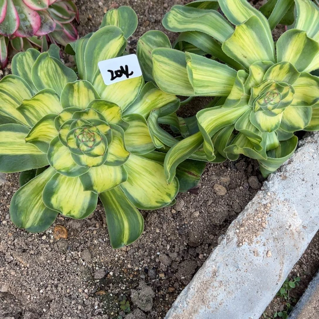 204暴君多肉植物1颗量