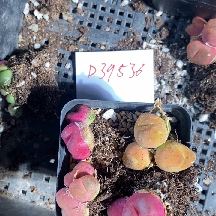 39536毛毛一组一组一组
