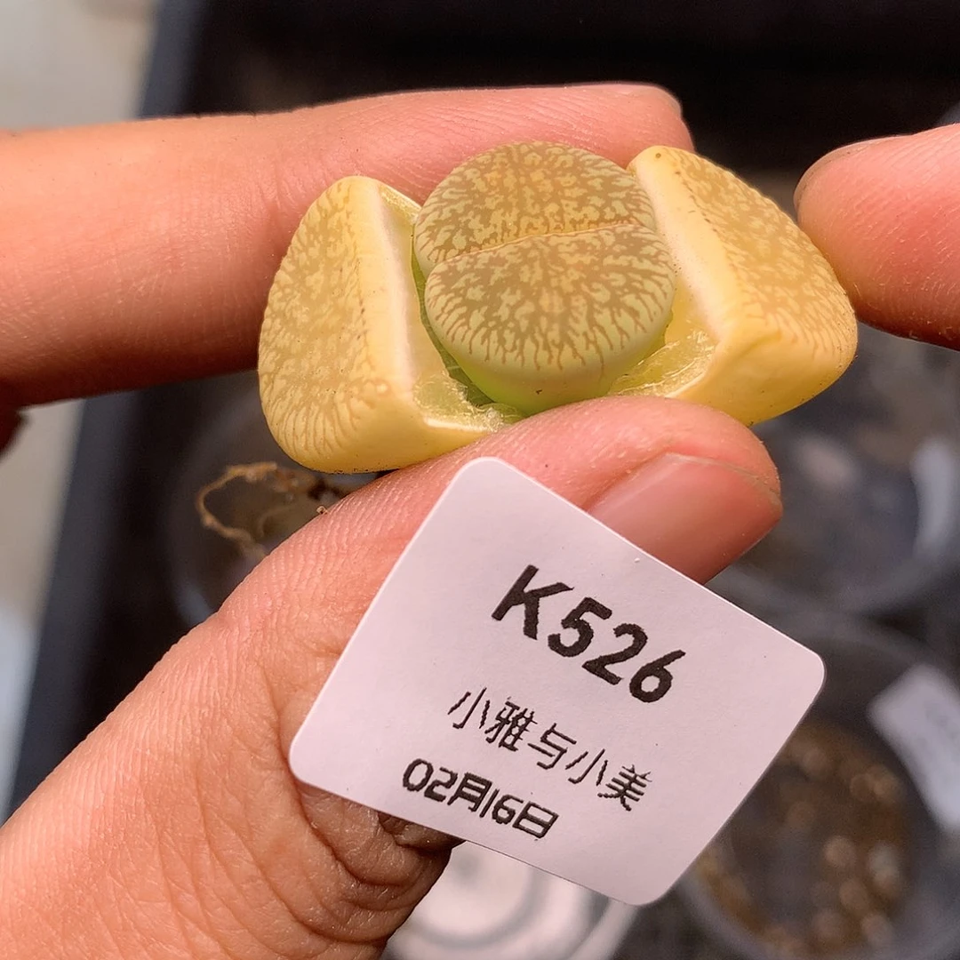 K526多肉植物保护