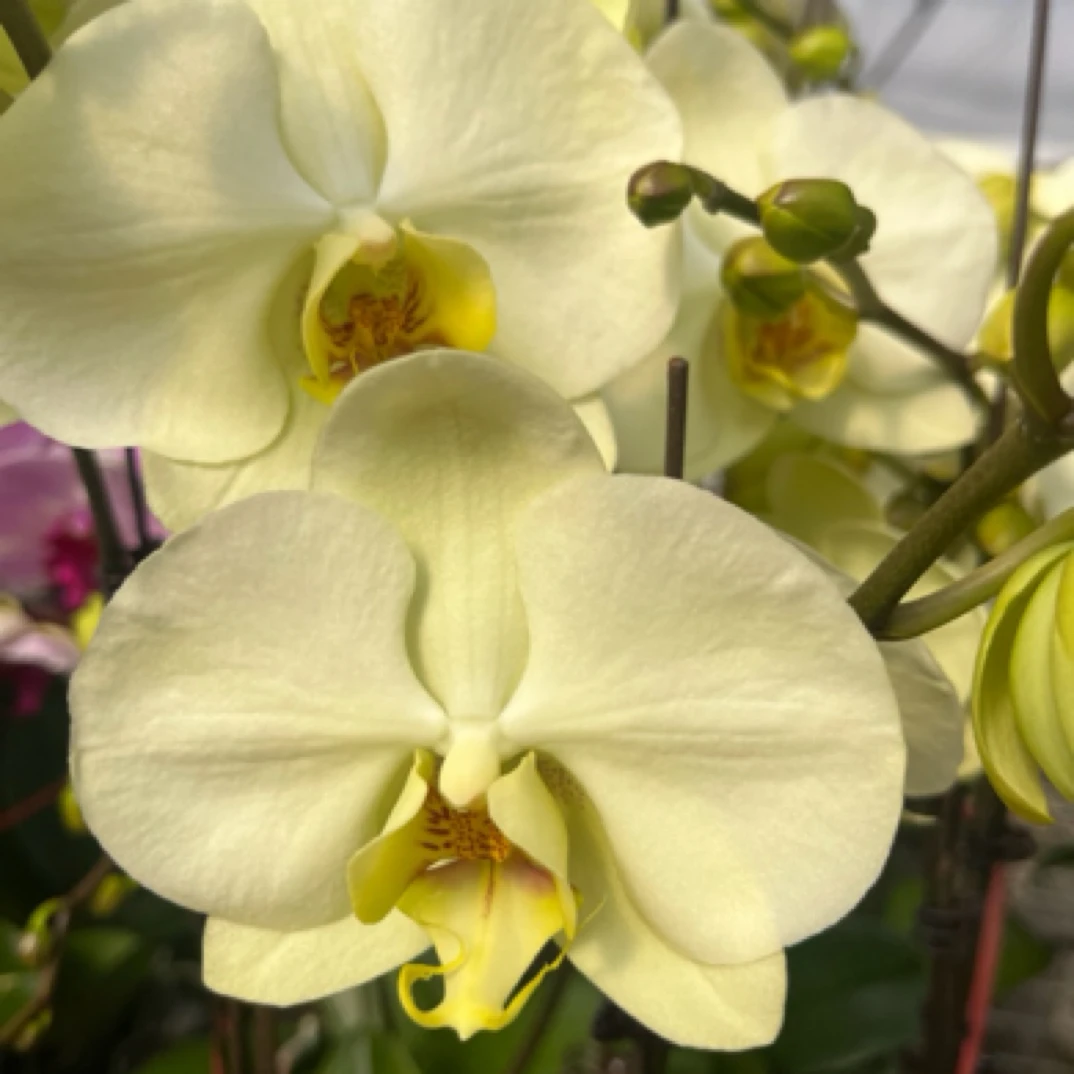 蝴蝶兰 达尔文3.0寸带花带花苞