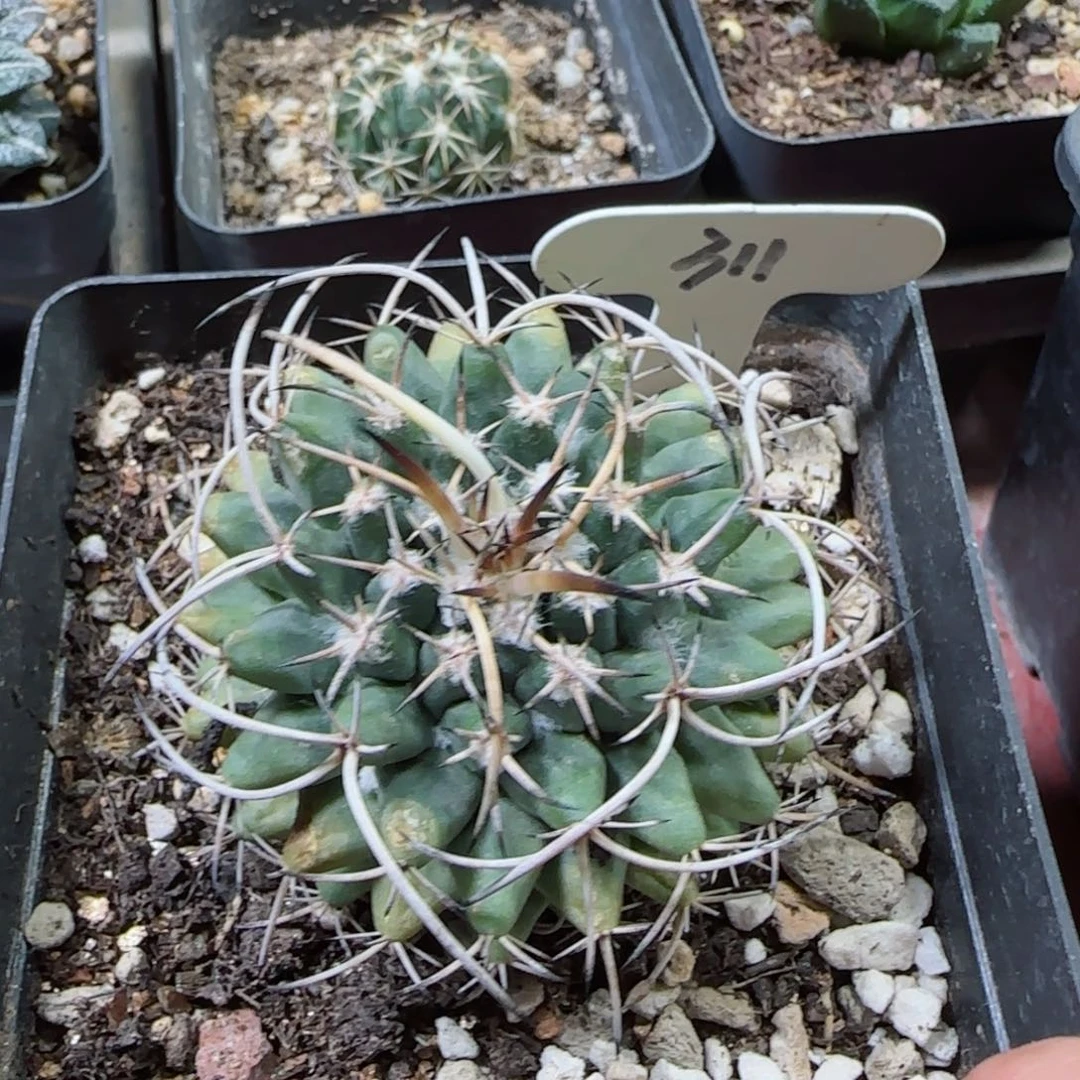 清***云311实生瓦格娜乳突多肉