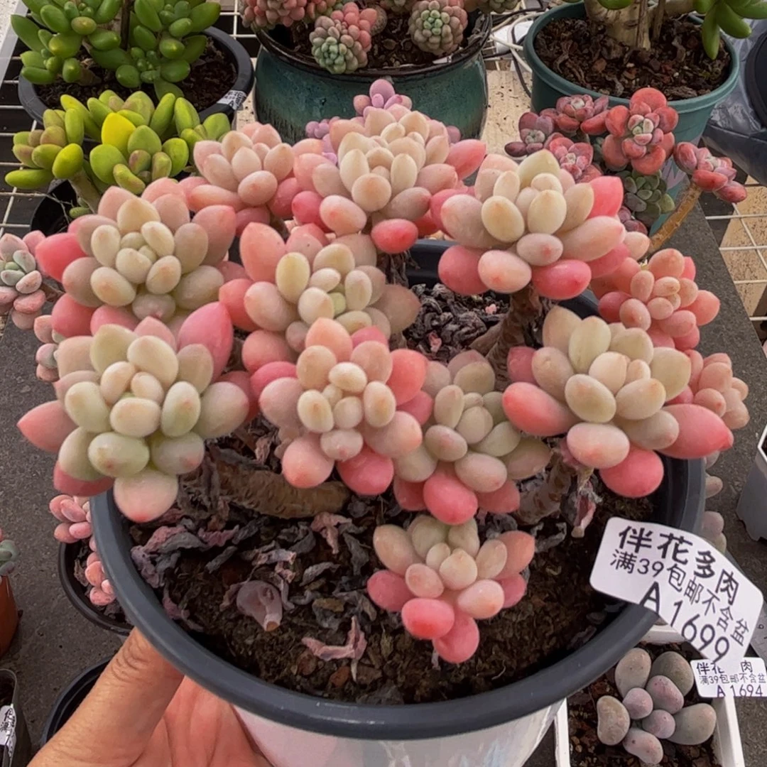 1699鱼子酱12cm多肉