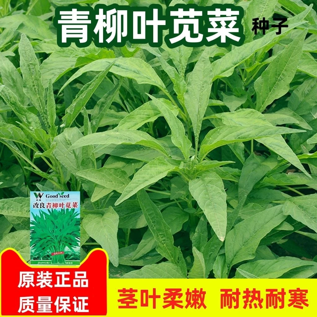 青柳叶苋菜种子绿苋菜汗菜种籽春夏季农家蔬菜野菜青