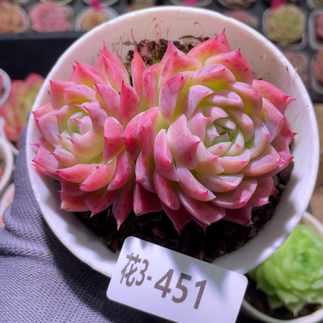 花利美3-451孤星