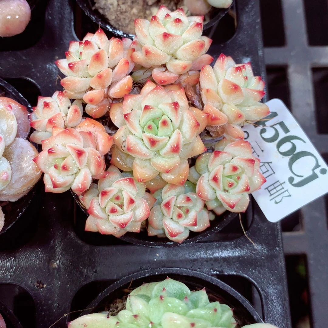 5厘米盆精控多肉456