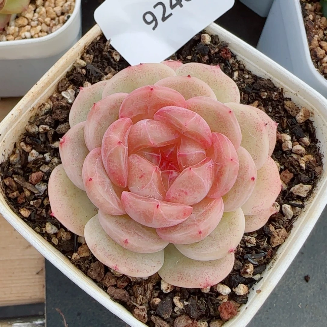 甜心f ，9240多肉植物